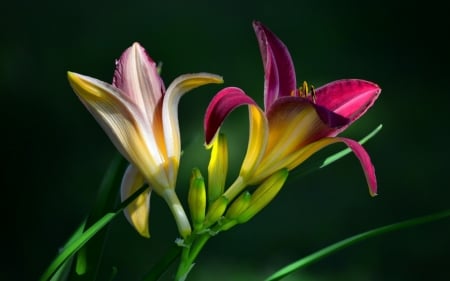 Beautiful Flowers - lily, petals, blossom, summer, leaf