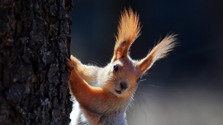 Squirrel - cute, animal, squirrel, veverita