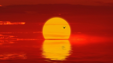 Sunset - bird, pasari, sunset, water, yellow, red, sea, silhouette