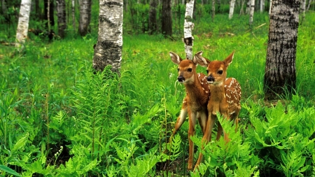 Twin Fawns - Trees, Forest, Deer, Twin