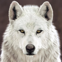 White wolf