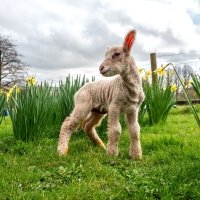 Day-old lamb exploring