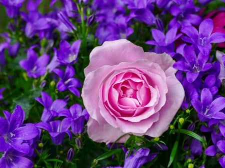 Spring flowers - pretty, carpet, beautiful, fragrance, spring, petals, flowers, colorful, scent, rose