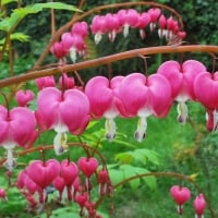 Bleeding hearts 