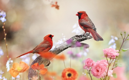 Little bird - cardinals, couple, poppies, roses