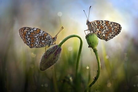 Butterflies - Grass, Bud, Couples, Bokeh, Macro