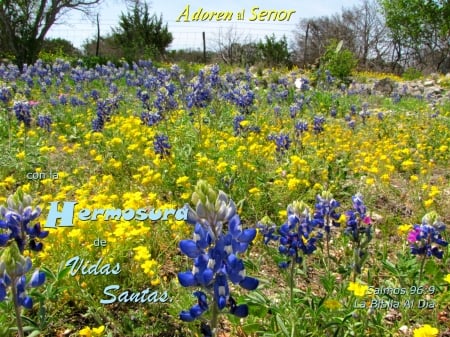 Adoren con Vidas Santas - flowers, inspirational, bluebonnets, bible, wildflowers