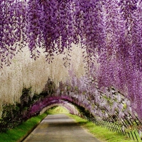 Alley of heavenly wisteria