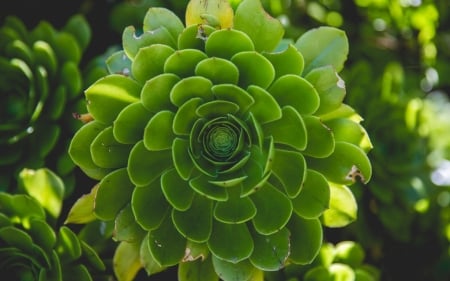 Green leafed plant - leaves, color, macro, green