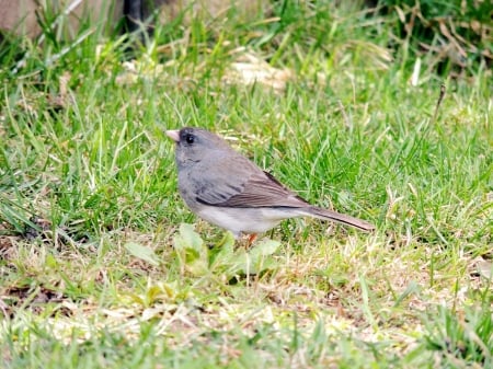 Dark Eyed Junco - photography, animal, dark eyed junco, grass, spring, bird