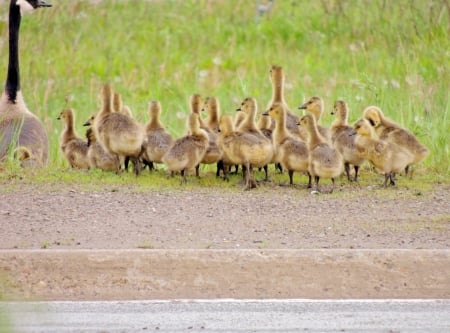 Young Geese - photography, animals, geese, summer, grass, birds