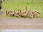 Young Geese