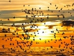 Sunset and birds