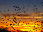 Sunset and birds