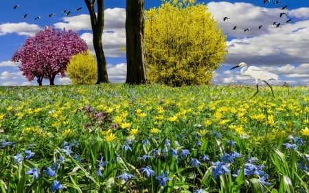 Spring fantasy - Trees, Flowers, Spring, Bloom, Birds