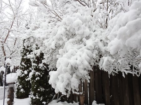 No Spring Here Yet!! - Trees, Nature, March, Winter, Photography