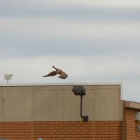 Goose Flight