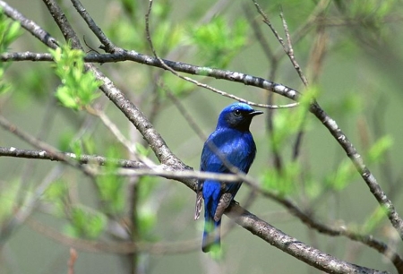 Lovely Bird in Spring - nature, bird, blue, spring