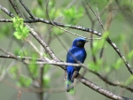 Lovely Bird in Spring