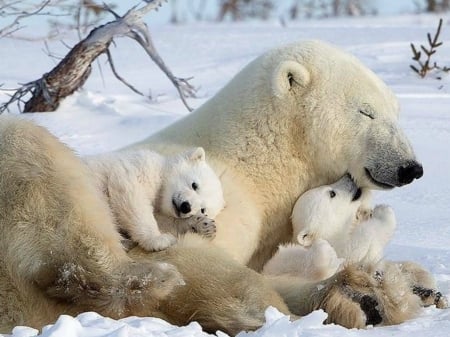 MUM AND CUBS - IMAGE, POLAR, ANIMALS, BEARS