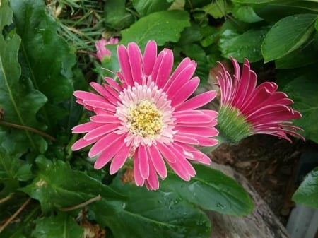 PINK GERBERA - image, gerbera, flower, pink