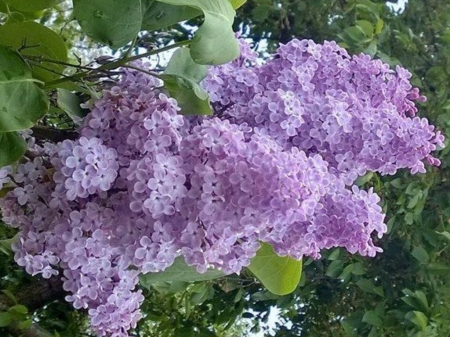 LOVELY LILACS - LILACS, IMAGE, LOVELY, FLOWERS