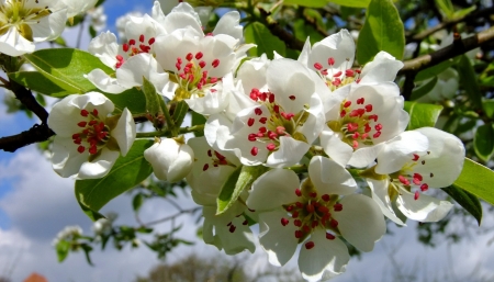 Spring blossoms - blossoms, blooming, pretty, beautiful, flowers, spring, leaves, scent, tree