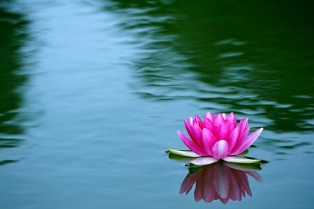 Single Float - water, lily, pink, floating