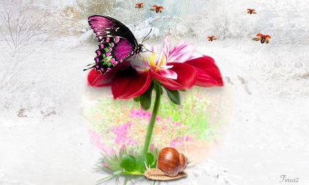 Butterfly on a Flower  - red, flower, butterfly, softness, beauty, snail, digital art, abstract