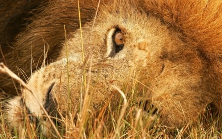 Lion - animal, leu, lion, eye, face, orange