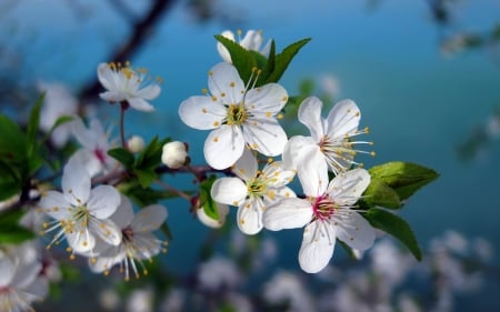 Spring - white, blue, blossom, flower, spring