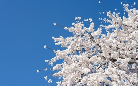 Spring - white, sky, flower, spring, blossom, tree, blue