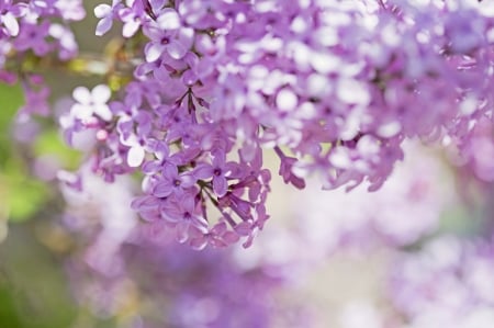 Lilac - lilac, flower, pink, spring