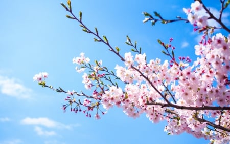 Spring - sky, flower, pink, spring, blossom, branch, blue