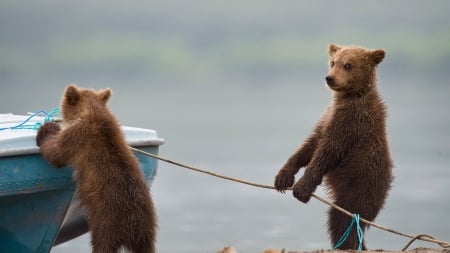 :D - bear, urs, cub, summer, funny, boat, cute, vara