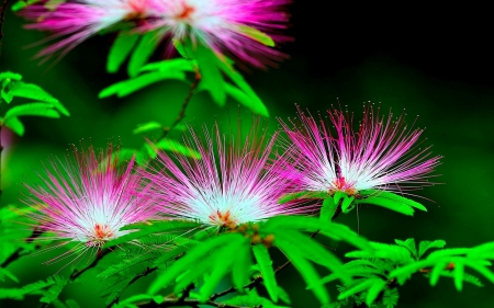 Silk flowers - silk, green, leaf, flower, pink