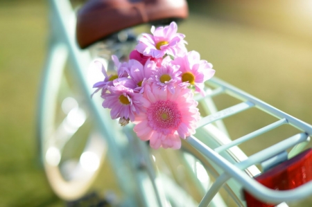 ♥ - abstract, flower, still life, soft