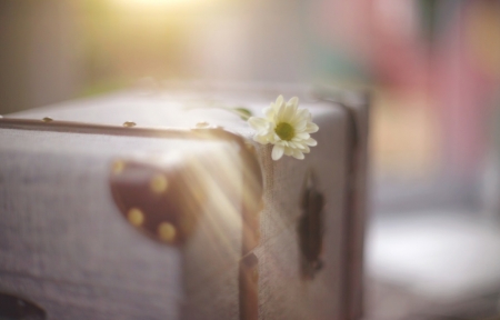 â™¥ - abstract, still life, flower, soft