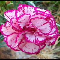 Two-tone carnations