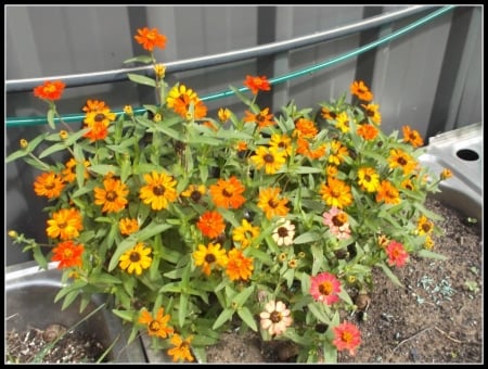 ZINNIAS