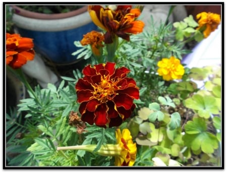 MARIGOLD FLOWERS - flowers, photo, marigold, pretty