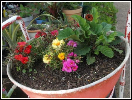 PORTULACAS AND GERBERA - PHOTO, IMAGE, FLOWERS, PRETTY