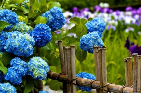 Hydrangea in garden - summer, beautiful, garden, fence, hydrangea, springm