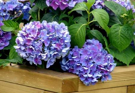 Hydrangea - flowers, summer, beautiful, garden, spring, hydrangea, home