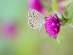 Beautiful Flowers