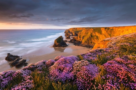 flowers on the coast - flowers, sea, coast, sky