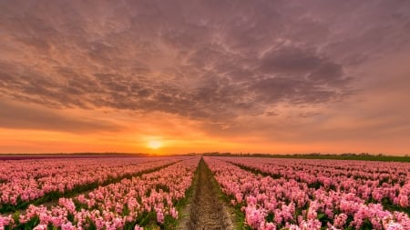 dawn on the flower field - flowers, dawn, clouds, field