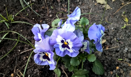 Pansies - blossoms, blue, garden, spring, colors, petals, leaves