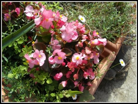 MY BEGONIAS  - flowers, image, nature, pretty