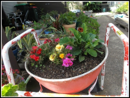 PLANTS IN A POT